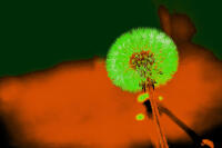 Vignette 04++Terracotta.jpeg 