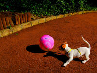 Vignette 23++Terracotta.jpeg 