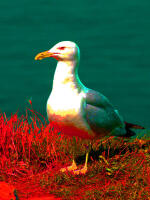 Vignette 24++Terracotta.jpeg 